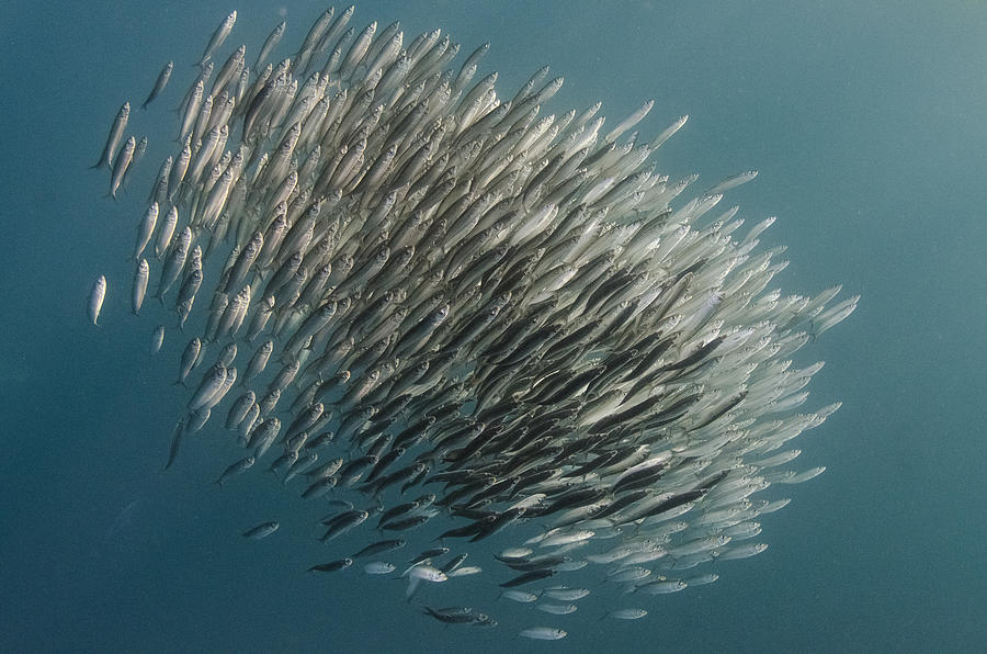 Pacific Sardine Baitball South Africa Photograph by Pete Oxford