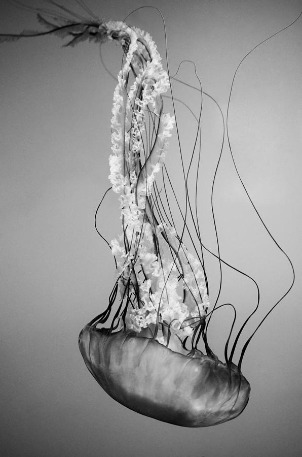 Pacific Sea Nettle - Black and White Photograph by Marianna Mills