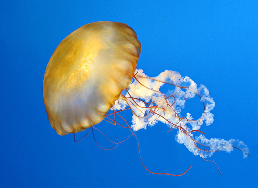 Pacific Sea Nettle Photograph by Dave Mills