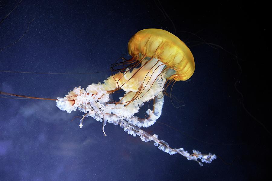 Pacific Sea Nettle Jellyfish Photograph by Bildagentur-online/mcphoto-schulz