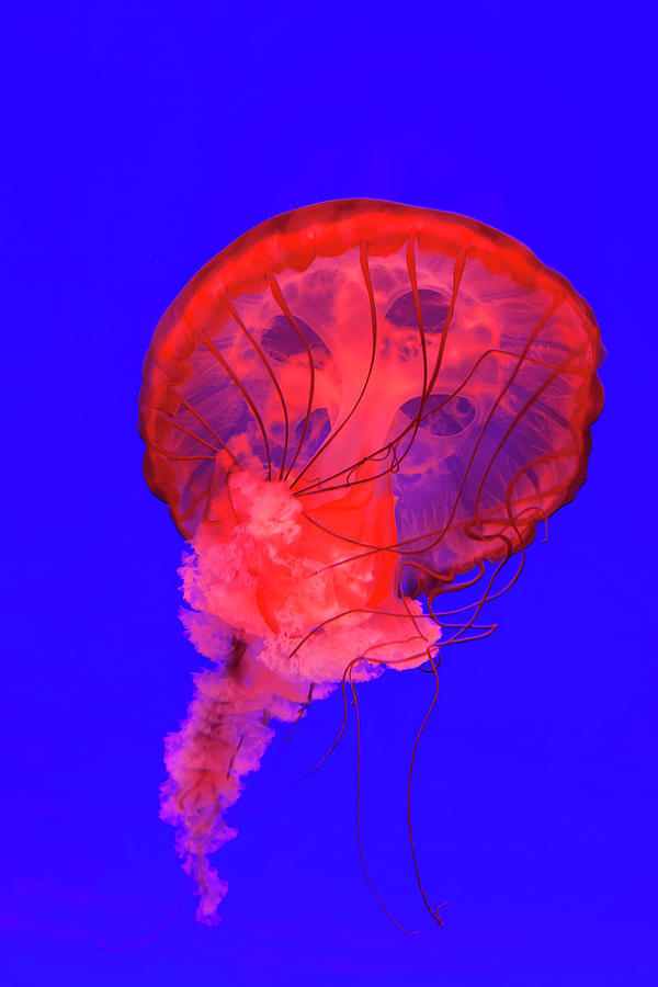 Blue Photograph - Pacific Sea Nettle Jellyfish (chrysaora by Peter Adams