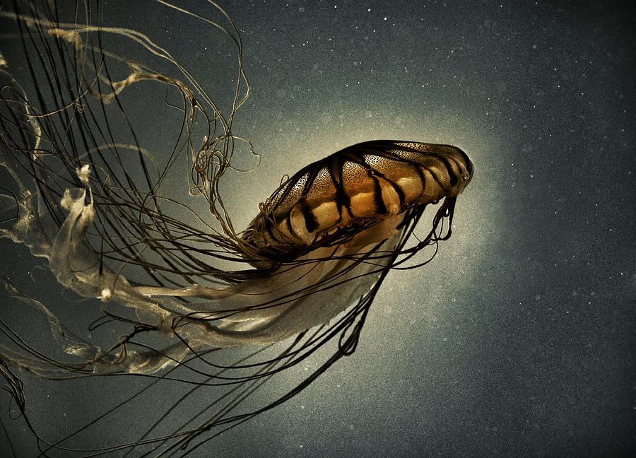 Pacific Sea Nettle Photograph by Marianna Mills