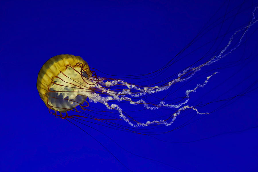 August Photograph - Pacific Sea Nettle by Mark Kiver