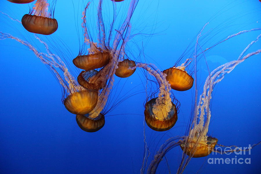 Pacific Sea Nettles Photograph by Christiane Schulze Art And Photography