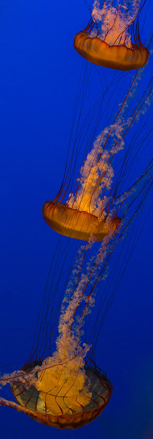 Pacific Sea Nettles in a row Photograph by Scott Campbell