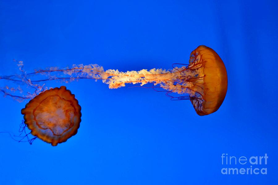 Pacific Sea Nettles Photograph by Kathy Baccari