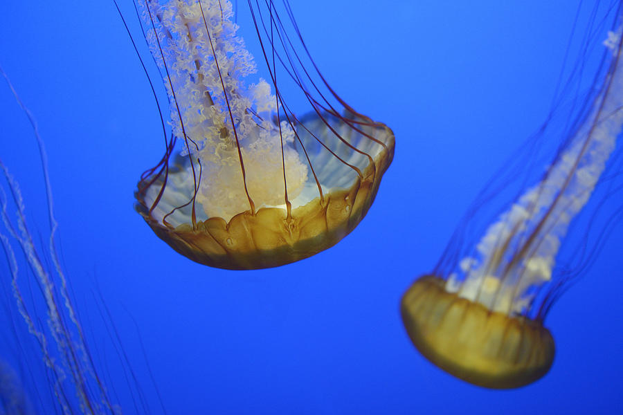 Pacific Sea Nettles Photograph by Martin Shields