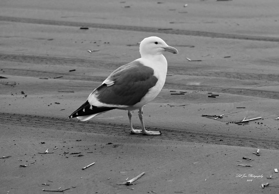 Sunset Photograph - Pacific Seagull In Black and White by Jeanette C Landstrom