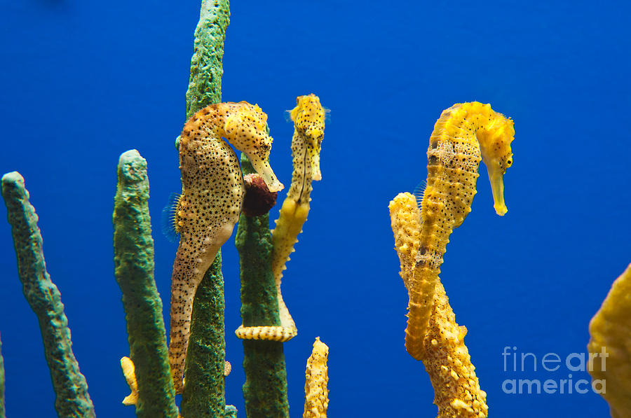 Fish Photograph - Pacific seahorses Hippocampus ingens are among the giants of their world by Jamie Pham
