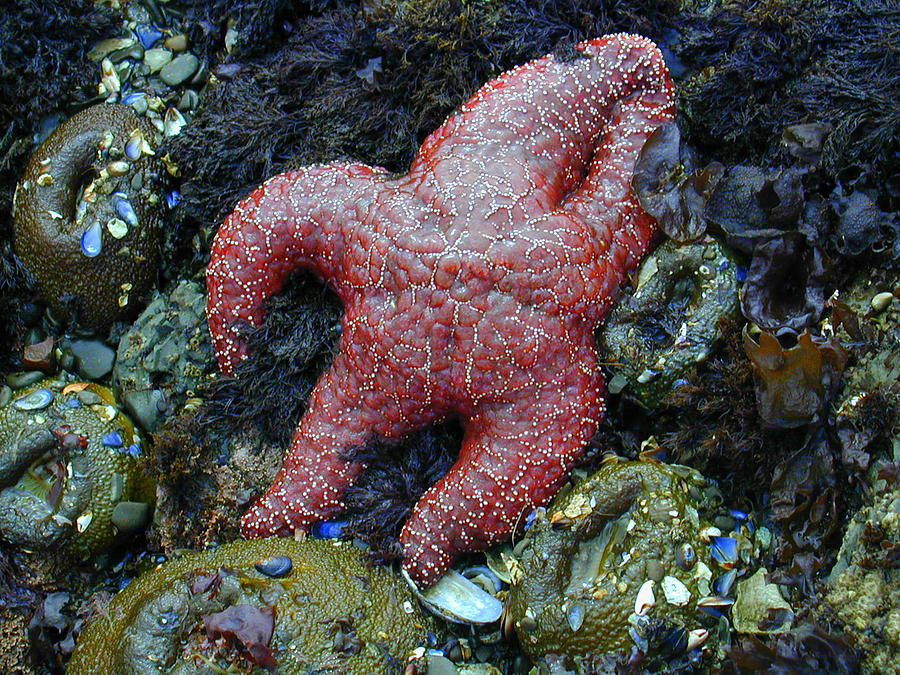 Nature Photograph - Pacific Seastar by Debra Keller