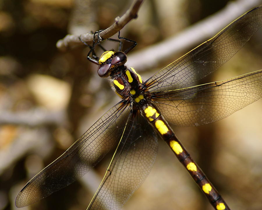 Pacific Spiketail Dragonfly on Mt Tamalpais 2 Photograph by Ben Upham III