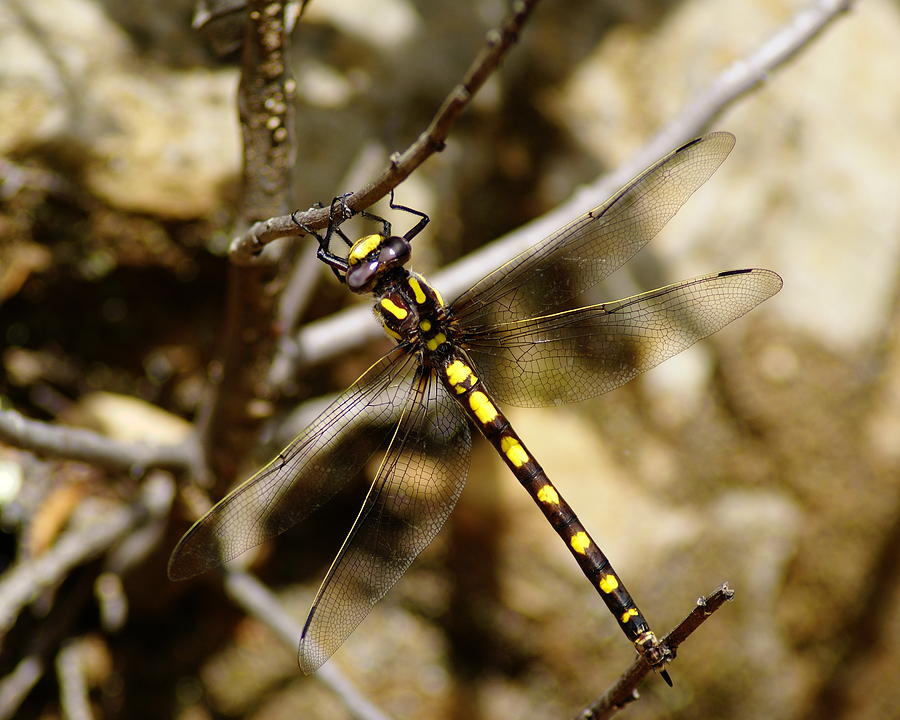 Pacific Spiketail Dragonfly on Mt Tamalpais Photograph by Ben Upham III