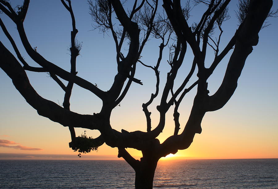 Pacific Tree Sunset Photograph by Daniel Schubarth