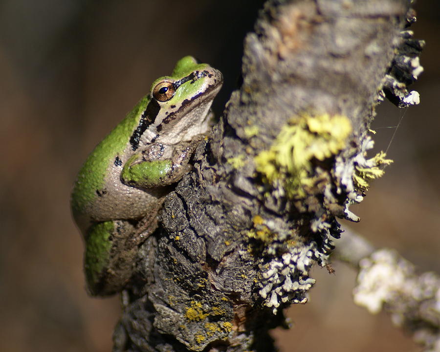 Pacific Treefrog Photograph by Ben Upham III