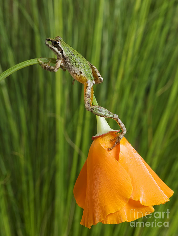 Pacific treefrog on California poppy by Dan Suzio Pacific treefrog on California poppy by Dan Suzio