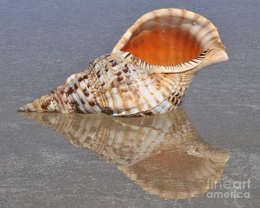 Shell Photograph - Pacific Triton by Josephine Cohn