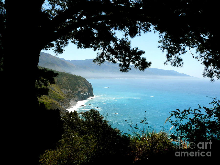 Tree Photograph - Pacific Vista by Avis  Noelle