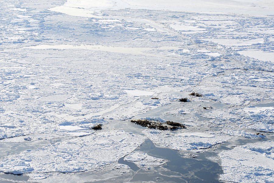 Pacific Walruses On Sea Ice Photograph by Carleton Ray