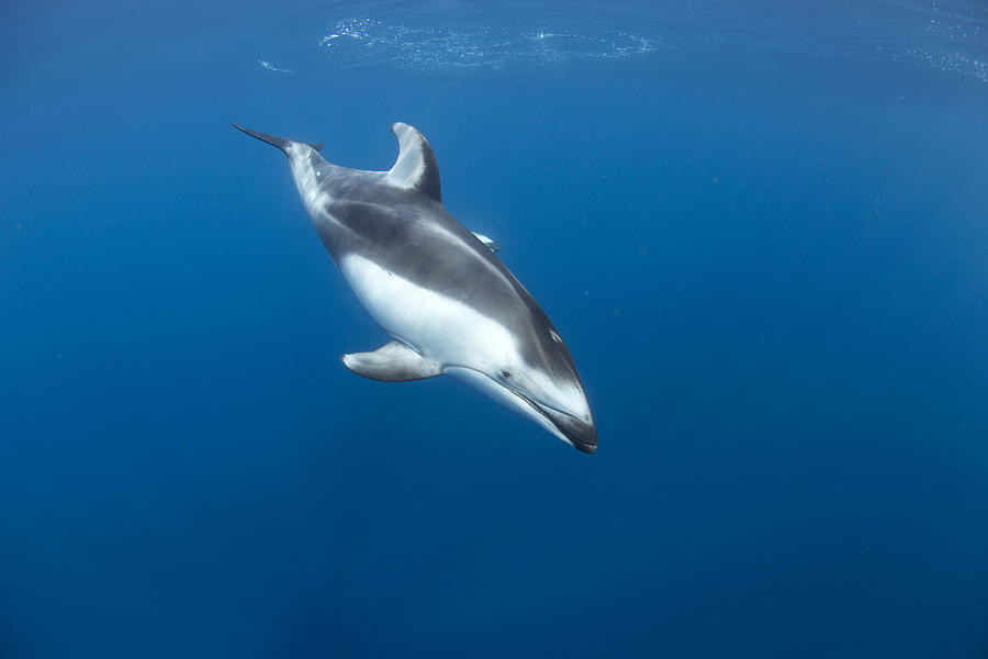 Pacific White-sided Dolphin At Nine Photograph by Richard Herrmann