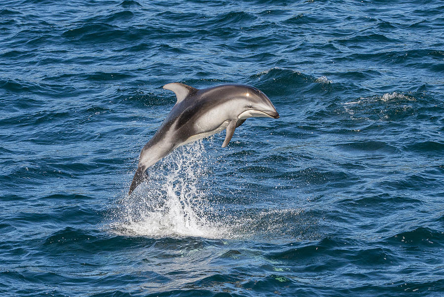 Pacific White-sided Dolphin Leaping Photograph by Flip  Nicklin