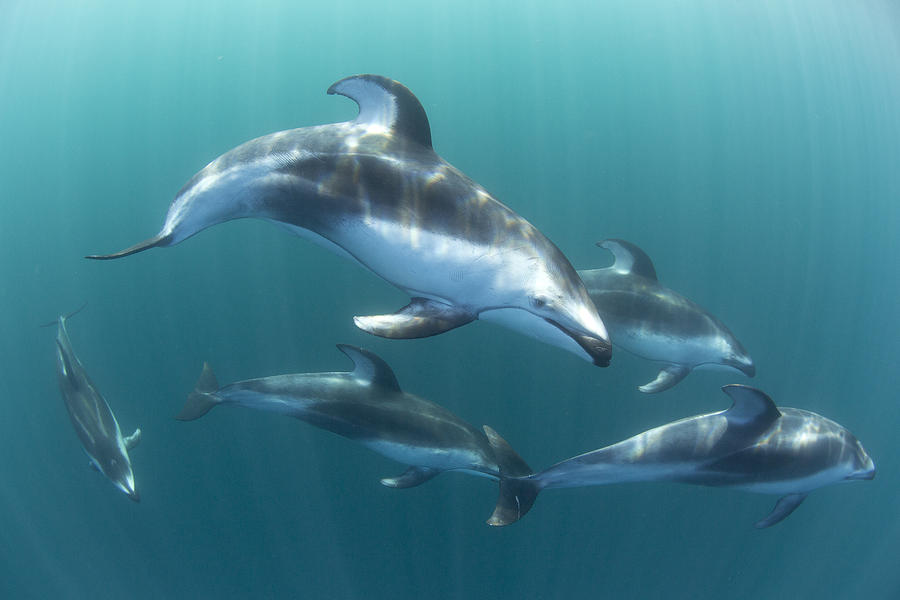 Pacific White-sided Dolphin Pod At Nine Photograph by Richard Herrmann