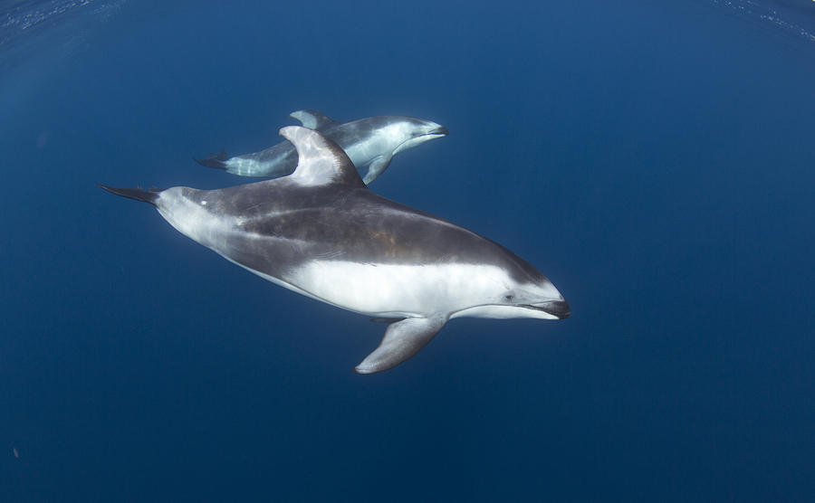 Pacific White-sided Dolphins  Photograph by Richard Herrmann