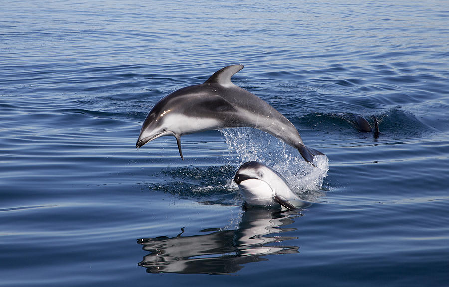 Pacific White-sided Dolphins Jumping At Photograph by Richard Herrmann