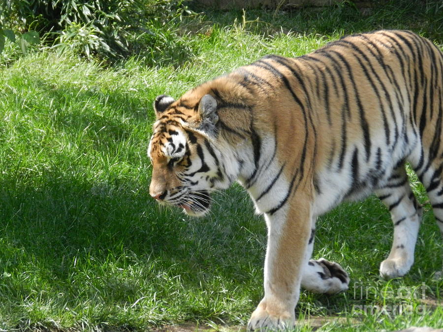 Pacing Tiger Photograph by Heather Jane - Pixels