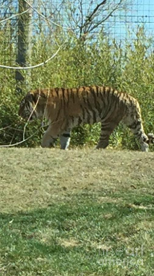 Pacing Tiger Photograph by Marty Kugler - Pixels