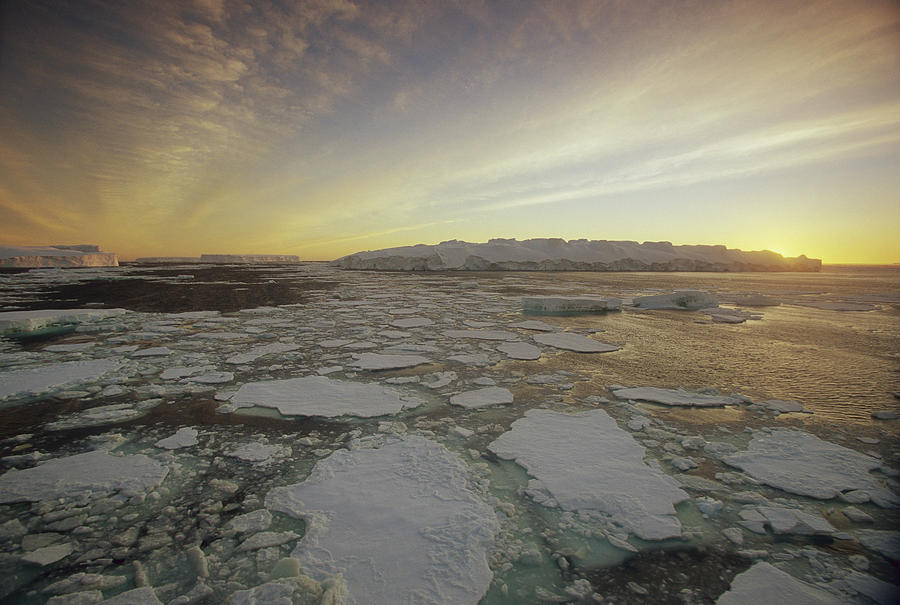 Pack Ice At Dawn Antarctica Photograph by Colin Monteath