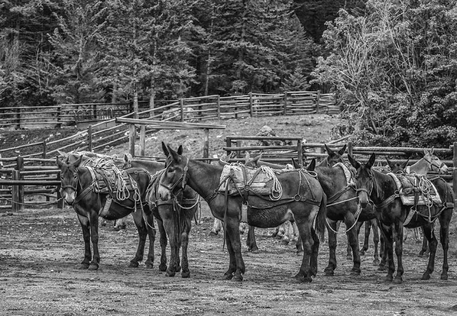 Transportation Photograph - Pack Mules by Thomas Young