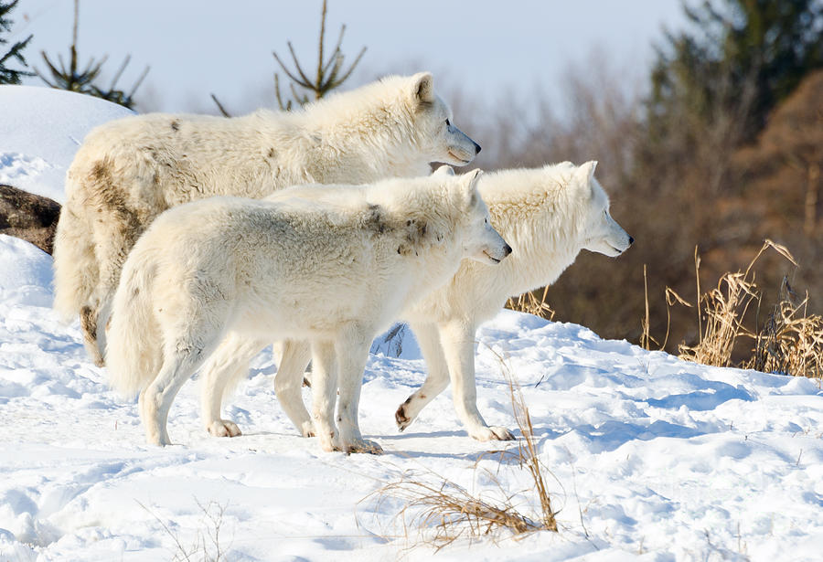 Wolves Photograph - Pack of Arctic Wolves by Les Palenik