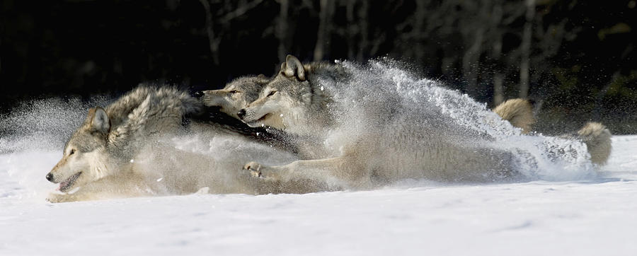 Wildlife Photograph - Pack Of Grey Wolves Running Through by John Hyde