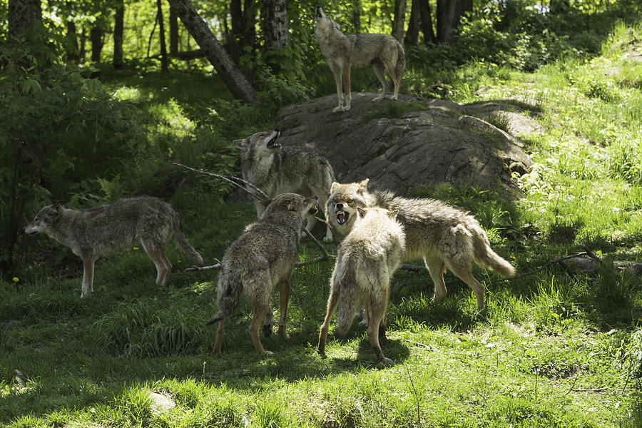 Pack of howling coyotes Photograph by Josef Pittner