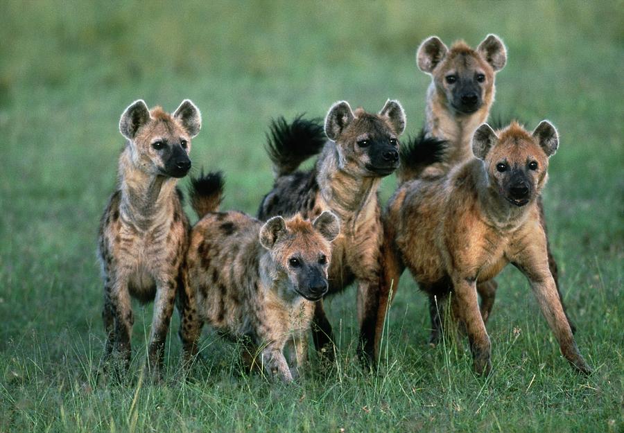 Pack Of Spotted Hyenas (crocuta Crocuta) Photograph by William Ervin/science Photo Library