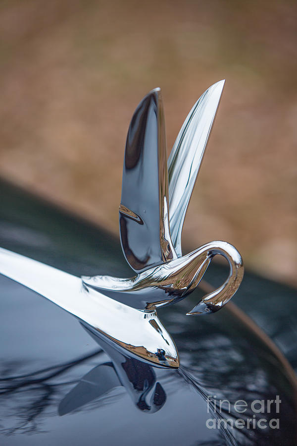 Packard Hood Ornament Photograph by Timothy Hacker