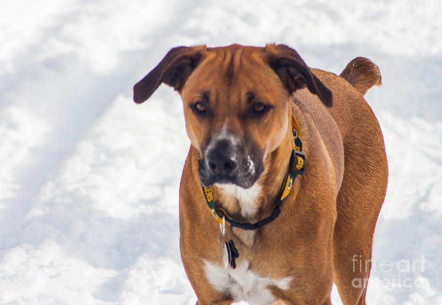 Packer Dog enjoying the Winter Photograph by Luke Herro - Fine Art