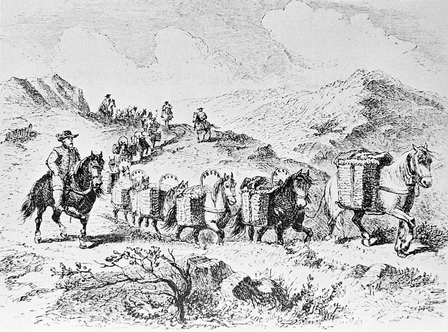 Packhorses Carrying Goods Photograph by Science Photo Library