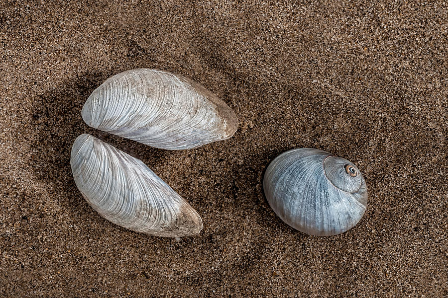 Pac-man Shells On The Beach Photograph by Gary Slawsky