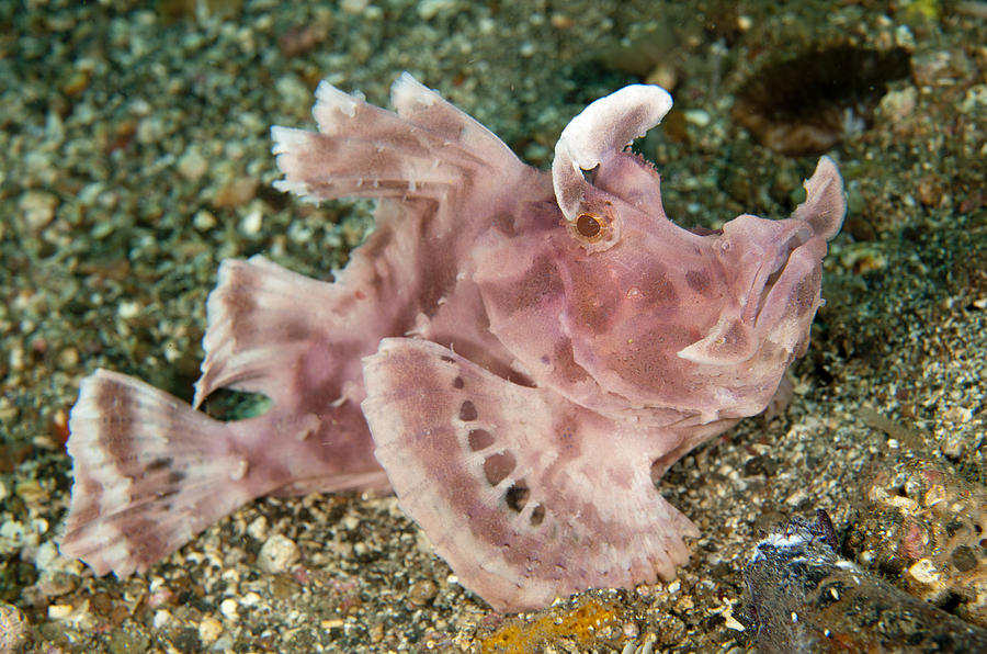 Paddle-flap Scorpionfish Lembeh Straits Photograph by Colin Marshall