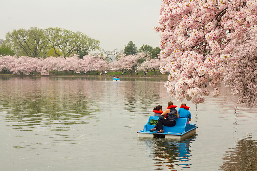 Paddleboating in the Tidal Basin Photograph by Leah Palmer