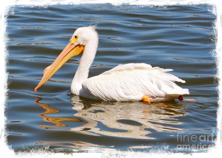 Paddling White Pelican with Border Photograph by Carol Groenen