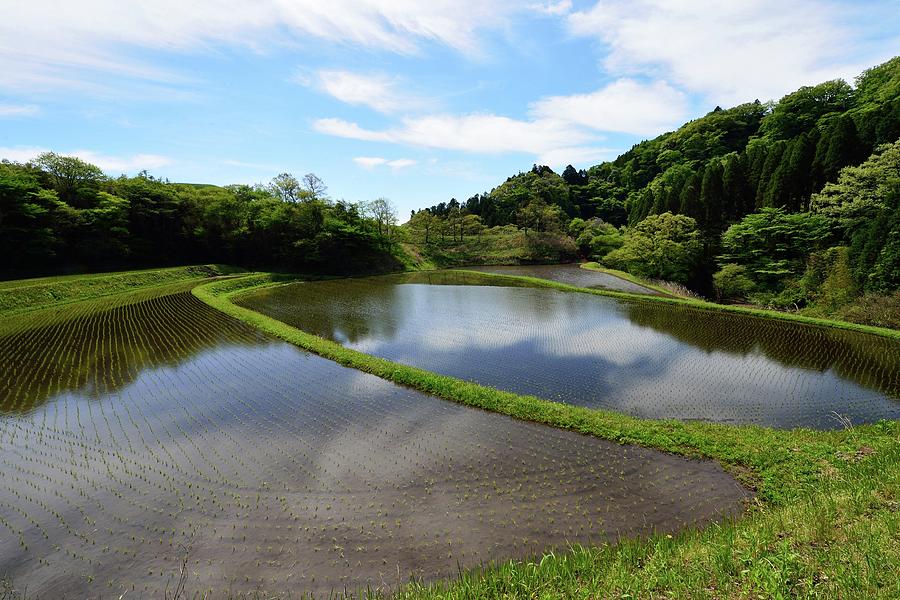 Nature Photograph - Paddy Field And Blue Sky by Katsumi.takahashi