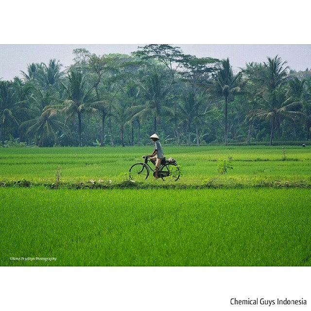 Paddy Field @chemicalguysindo Photograph by Bimo Pradityo