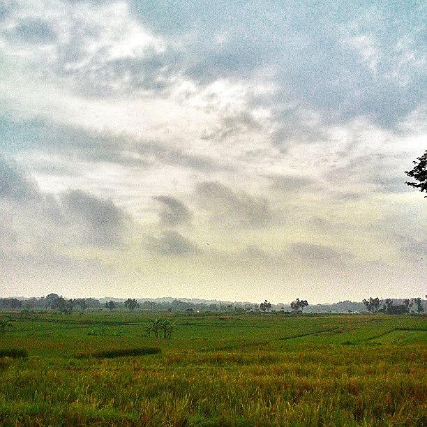 Central Java Photograph - Paddy Field... #indonesia #central_java by Yubi Muhwan