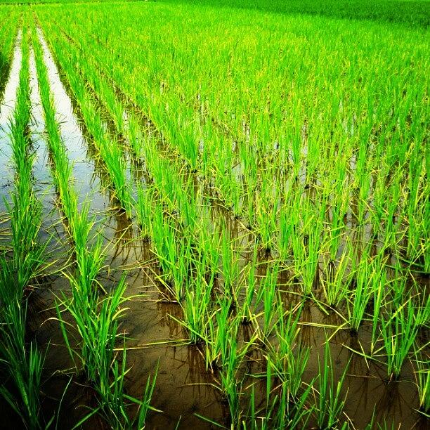 Horticulture Photograph - Paddy Field by Rahmat Nugroho