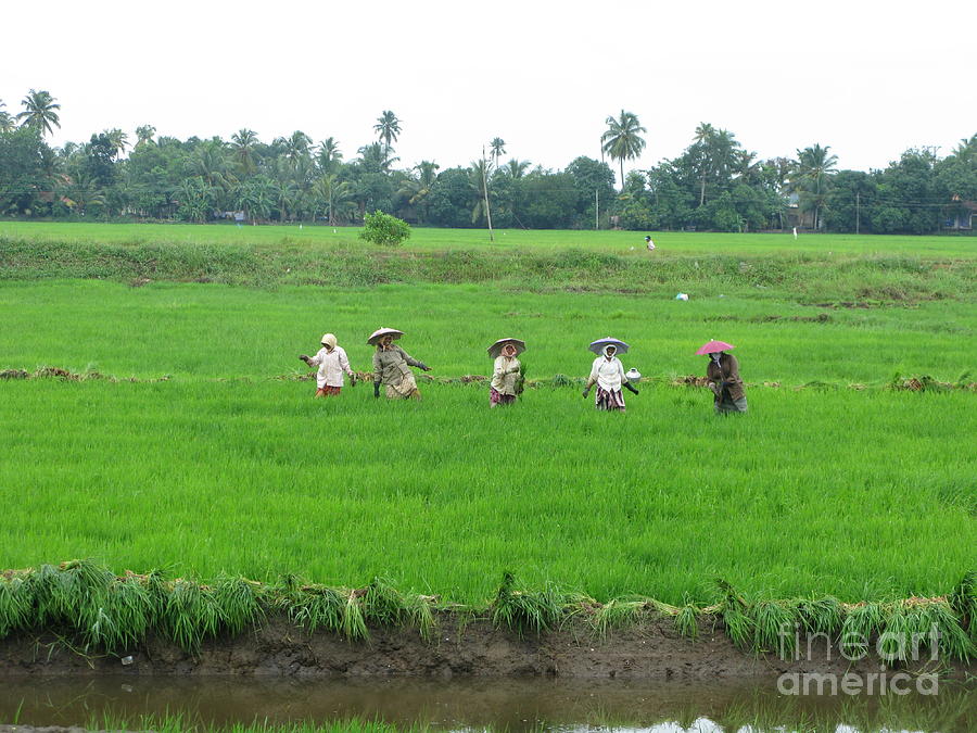 Paddy field workers Photograph by Mini Arora