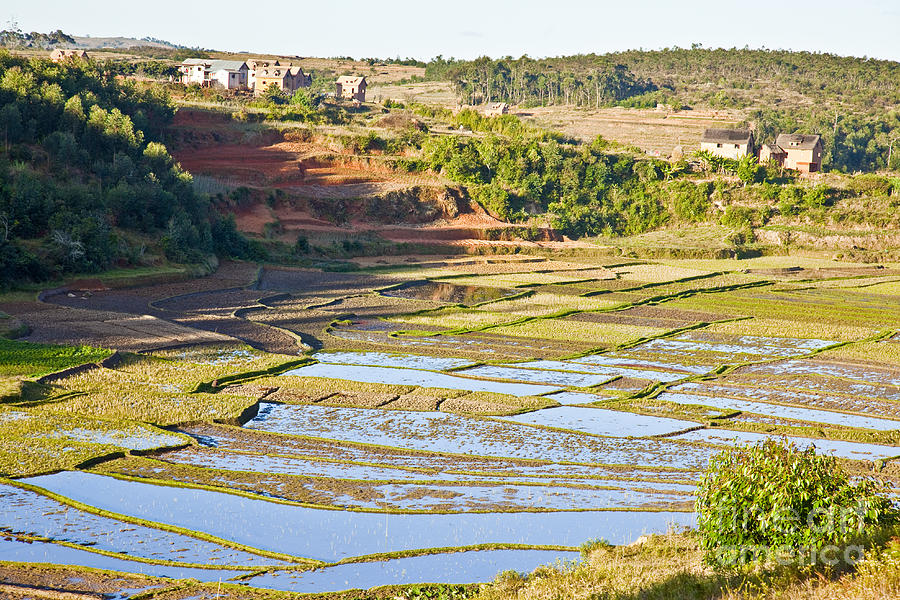 Paddy fields and terraces Madagascar Photograph by Liz Leyden