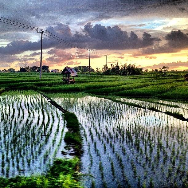 Paddy Fields En Route To The Temple Photograph by Jane Kim