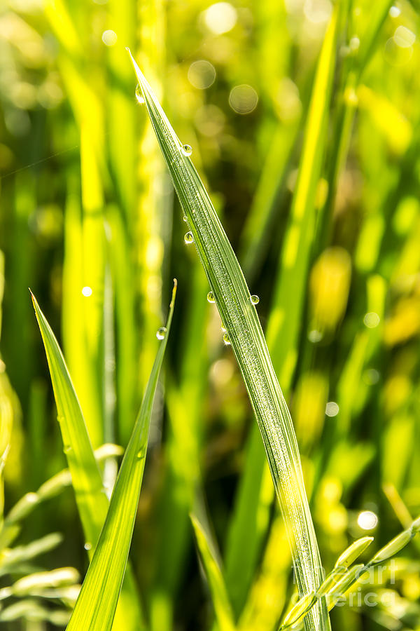 Paddy Leaf Photograph by Frederiko Ratu Kedang - Fine Art America